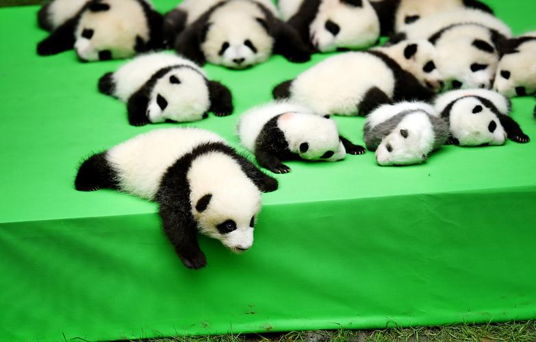 小熊猫萌图图片圆滚滚地掉下来图片