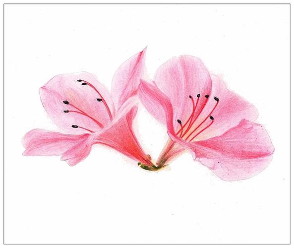 【驴大萌彩铅教程150】手绘杜鹃花 春天的鲜花