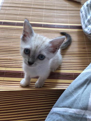 求科普 为啥布偶爸爸和美短豹猫串猫妈生出来一只那.