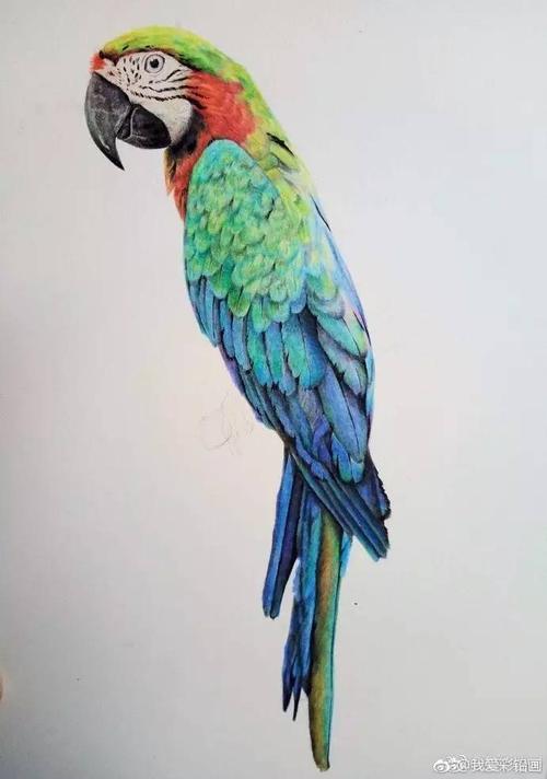 彩铅画鹦鹉