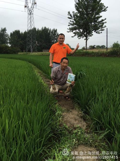 其它 【明光市稻丰田间效果回访】 地址:明光市桥头镇南朱村 种植户