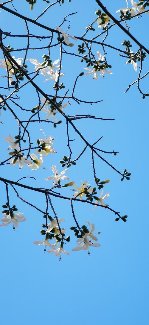 白色的美丽异木棉