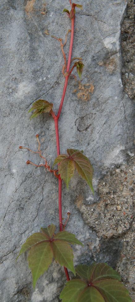 爬山虎是怎么样一脚一脚爬的简笔画