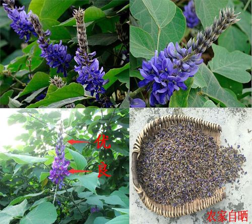 野生葛花茶解酒茶醒酒茶葛花葛根茶葛根花葛藤花养胃茶养肝茶包邮