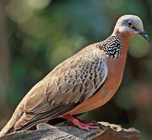 斑鸠的体貌和特点