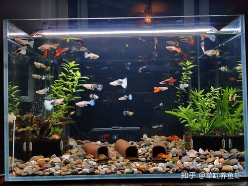 毕竟哪怕你不管鱼缸里的鱼,也不可能水一浑浊就换水