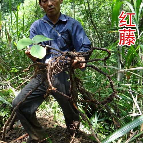 农家优选大血藤脑血通片红藤血藤大血通500克包邮