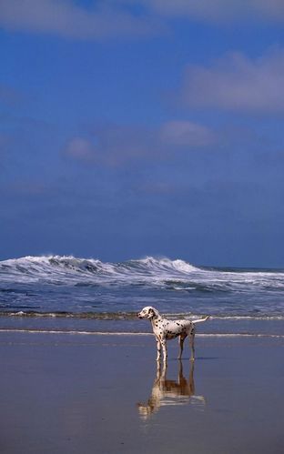 超大竖屏风景图片