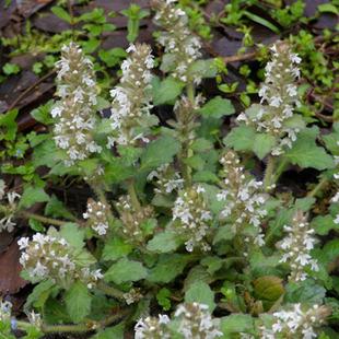 农家自采 野生筋骨草/白毛夏枯草 苦草 中草药 新货晒干500克