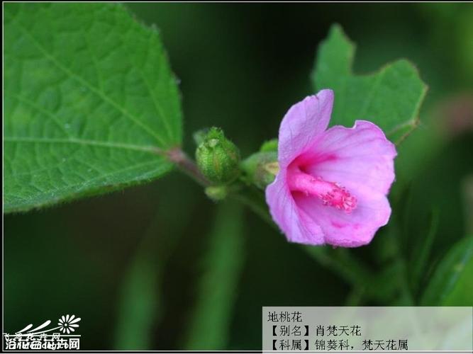 地桃花图片