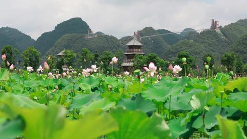 美翻啦,长顺神泉谷景区荷花盛开惊艳夏天!
