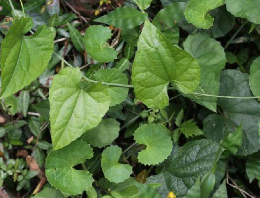 具有利湿止泻,舒筋之功效.常用于腹泻,舌胖