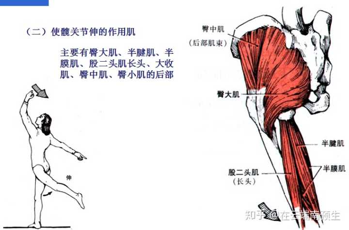 屈膝位下屈髋的角度为什么大于伸膝位下屈髋的角度?