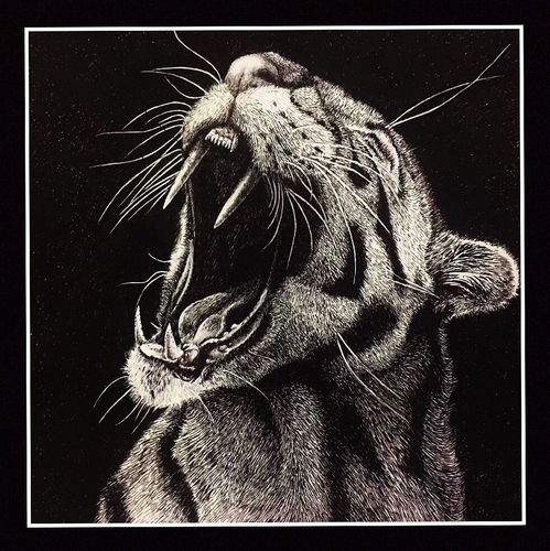 中性笔和圆珠笔绘制