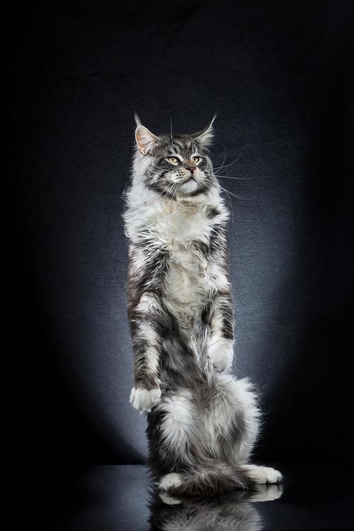 特立独行的猫 抓取猫咪站立瞬间表情