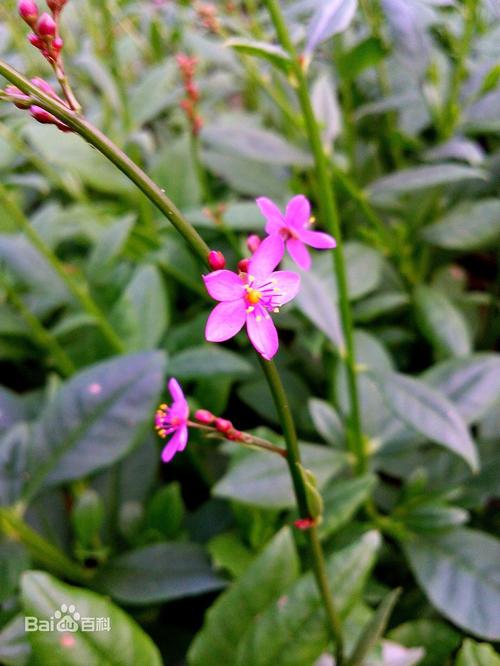 请问这种花叫什么名字?