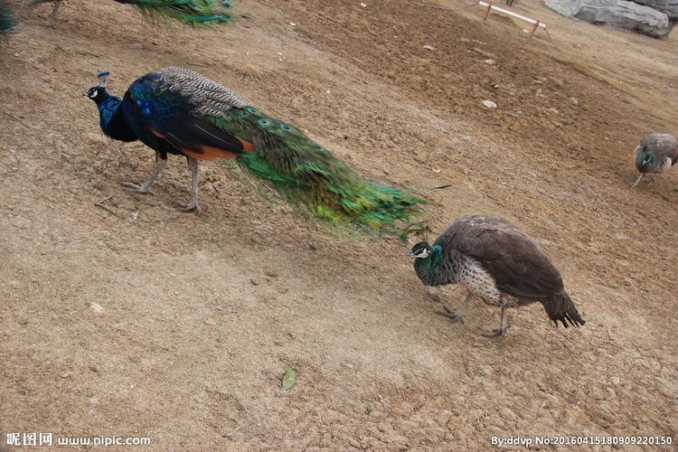 动物园雌雄孔雀图片