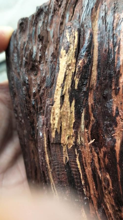 降真香中的极品——"黄金甲""黄药膜"