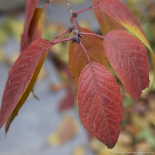 樱花树的叶子 11月13日