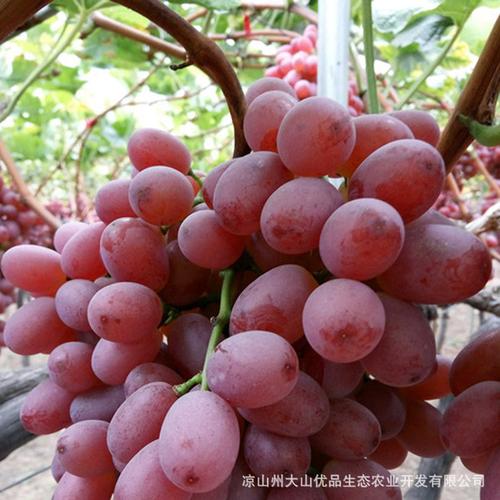 四川产地直供 克伦生无籽红提 批发 非新疆 山东