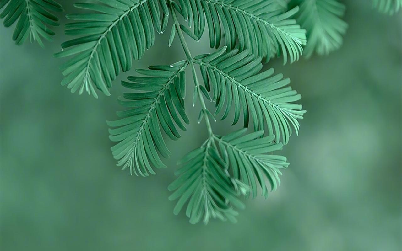 绿色护眼植物摄影高清桌面壁纸