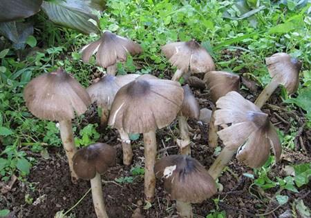 云南丽江特产野生菌食用菌鸡枞菌干货批发富含全面均衡营养散装