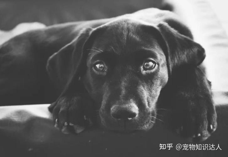 1,狗狗很满足现在饲养狗狗的过程中,相信宠主们都见过狗狗叹气吧,那么