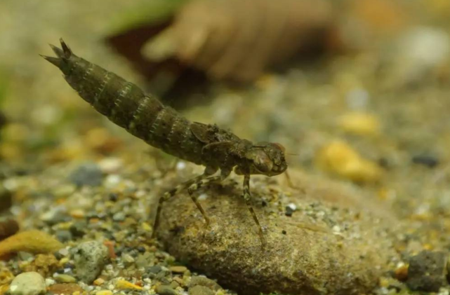 蜻蜓是益虫?其幼虫被称"吃鱼虎",危害极大,令养殖户头疼!