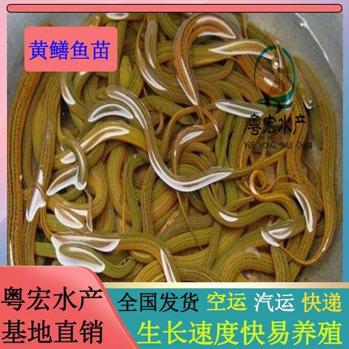 贵州黄鳝鱼苗养殖基地 淡水田鳝鱼苗 三黄鳝苗 罗鳝苗水花苗幼苗朝苗