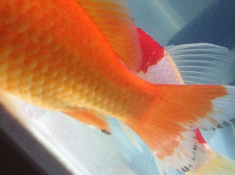 鱼尾巴上有白点什么情况