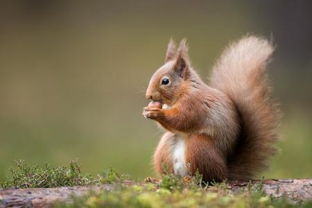 棕色的松鼠在白天高清壁纸吃