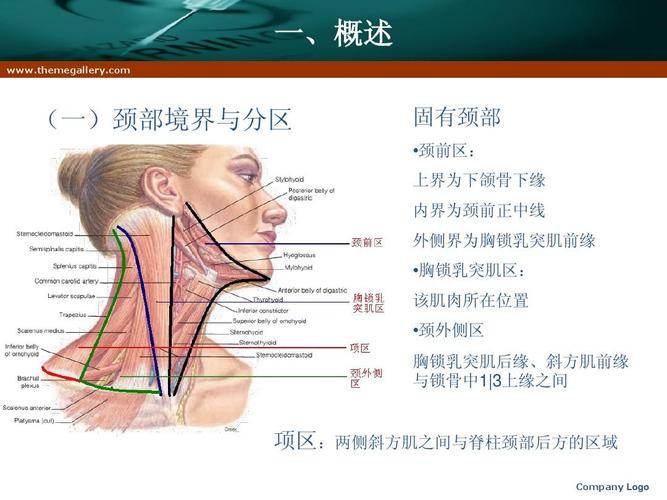 颈前区: 上界为下颌骨下缘 内界为颈前正中线 外侧界为胸锁乳突肌前缘