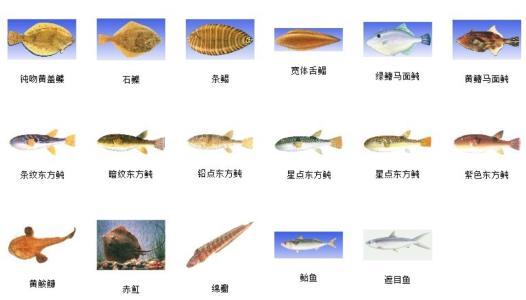 常见海鱼的种类名称简笔画