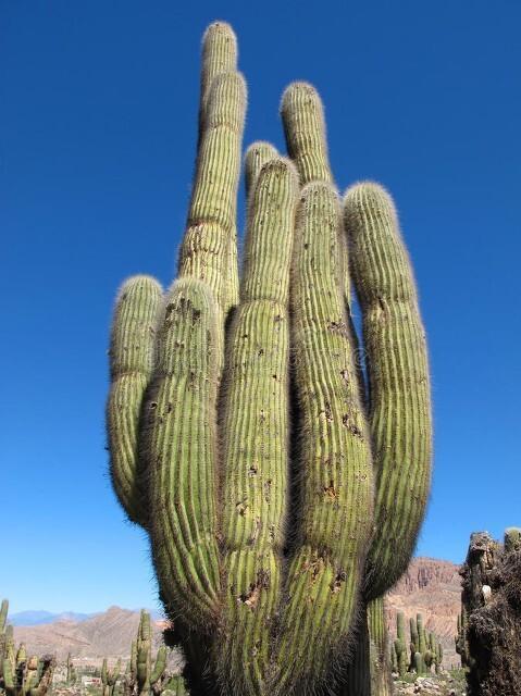 欣赏巨大仙人掌