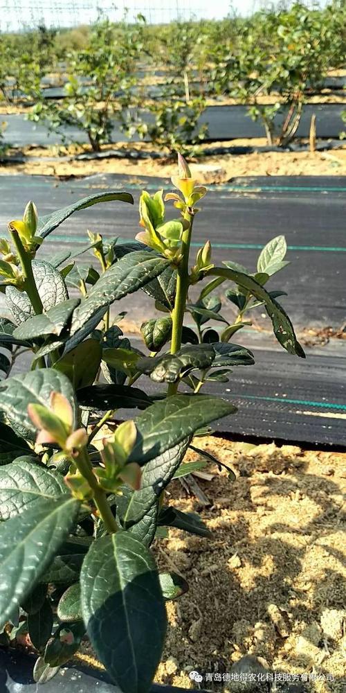 10月12日一位蓝莓种植户红豆杉发来两张照片问技术老师 "像这种芽子