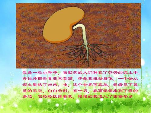 豆角的生长过程1ppt