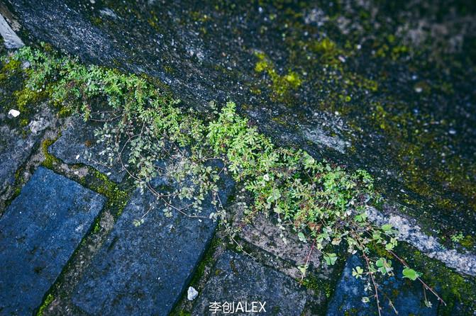 房子的墙角都长满了青苔小草.