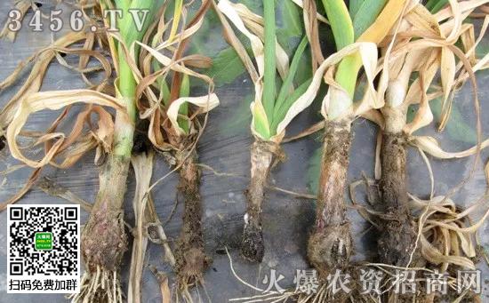 4,大蒜白腐病
