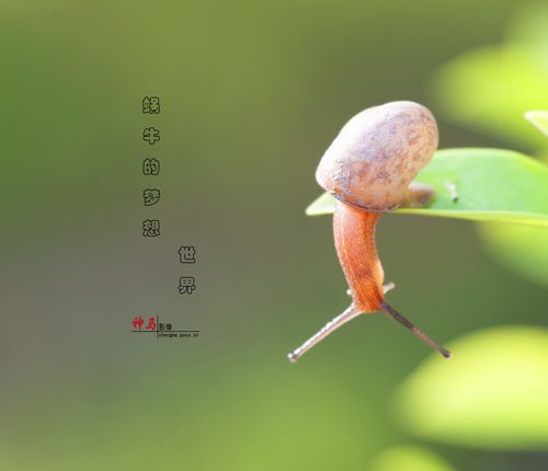 标题:蜗牛&梦想世界