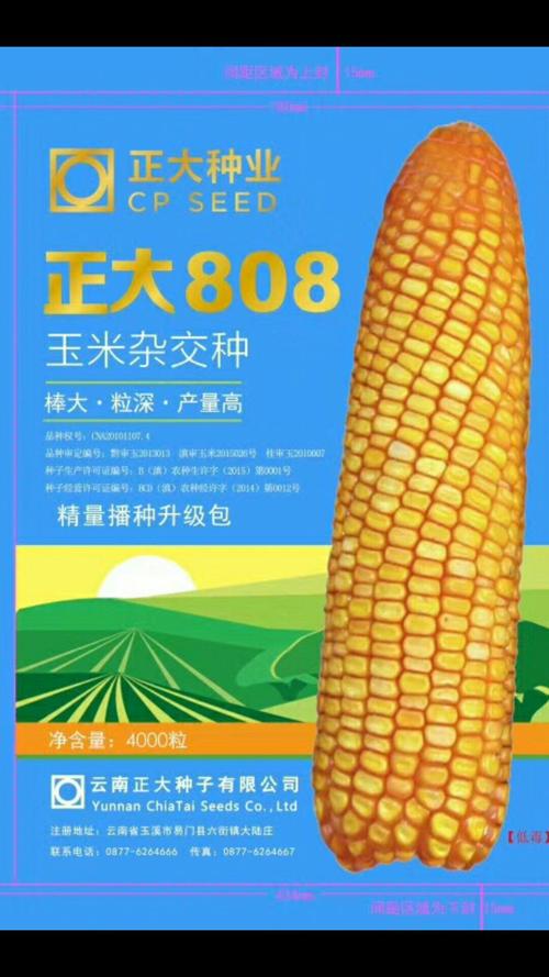 正大808,一个引领玉米新时代的品种