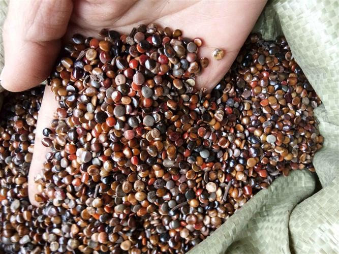 枳椇子 枳椇子净货 产地 湖北省