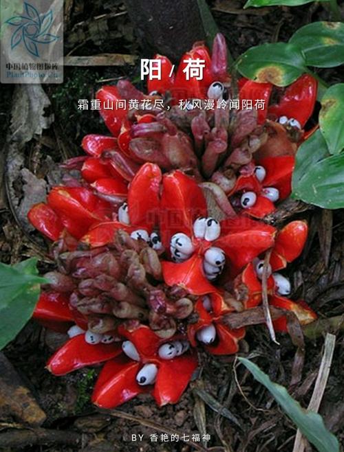 其它 阳荷花 写美篇 阳荷(学名:zingiber striolatum diels)姜科姜属