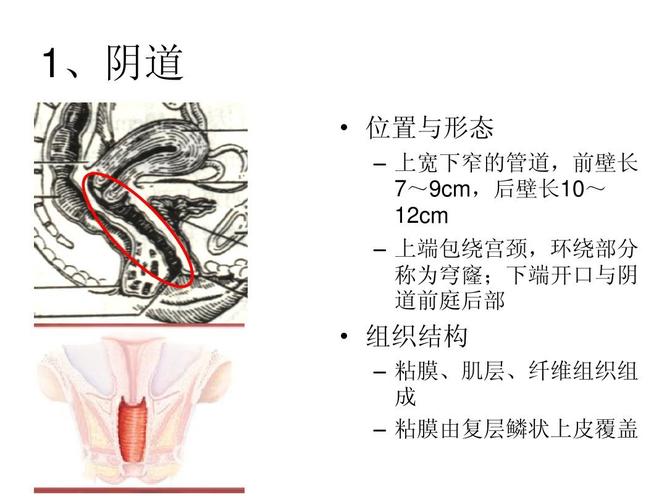 女性生殖系统解剖
