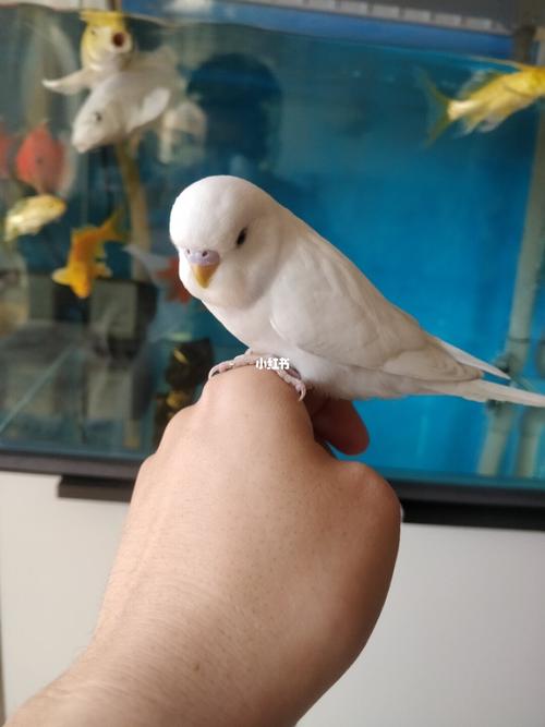 白色大头鹦鹉_牡丹_鹦鹉_宠物_宠物其他