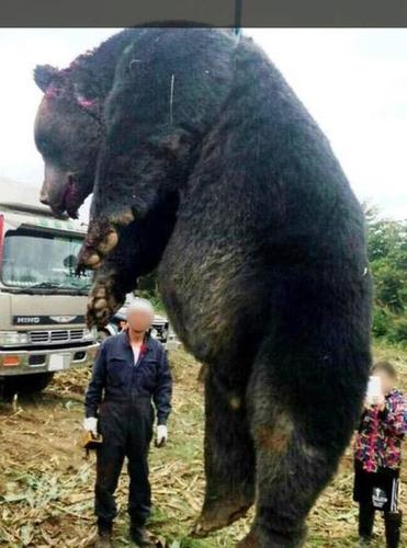 日本3米高0.4吨重巨熊被射杀 一掌可拍死一只鹿