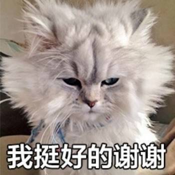 我挺好的谢谢(炸毛的猫咪)_猫咪_炸毛_谢谢表情