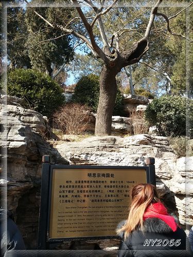 北京景山皇帝上吊的那棵歪脖子树,是什么树啊?