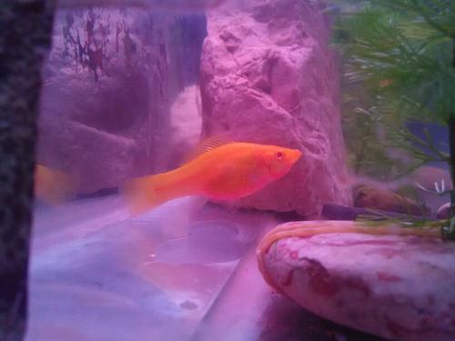 请问一下我家的这条雌红玛丽鱼是要生了吗? (肛门有些