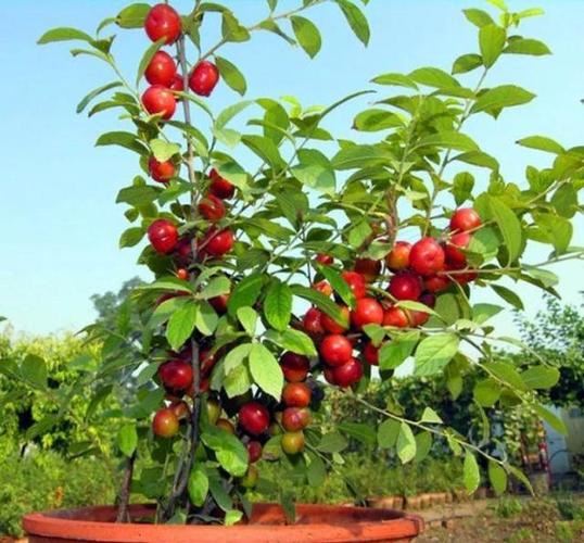 引进一些果树苗,一年有两棵成熟,充满香味和果实