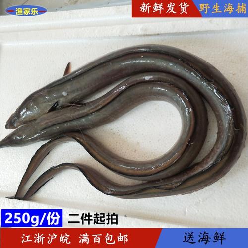 连云港野生新鲜海鳗鱼狗鱼海鱼鲜鱼海鳝鱼鲜活海鲜生鲜水产图片